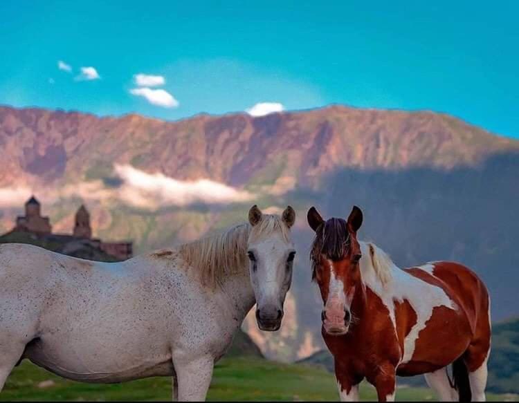 Mariami Hotell Kazbegi Exteriör bild