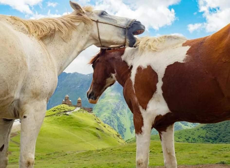 Mariami Hotell Kazbegi Exteriör bild